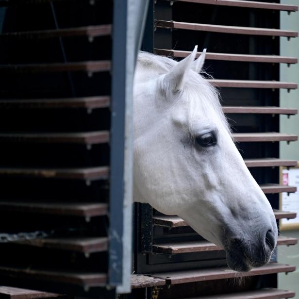 Ein Lipizzaner im Stall.