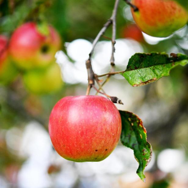 Apfel am Baum