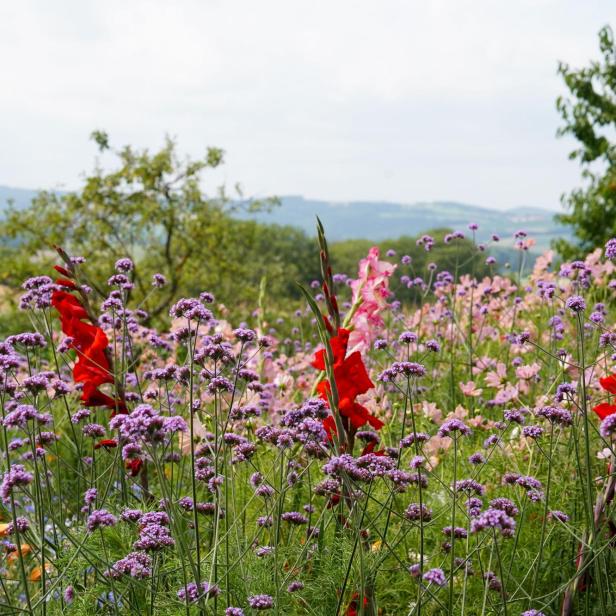 Wildblumen in der Sonne. 