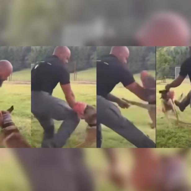 Screenshots aus einem Video in dem ein Mann mit einem Hund interagiert.