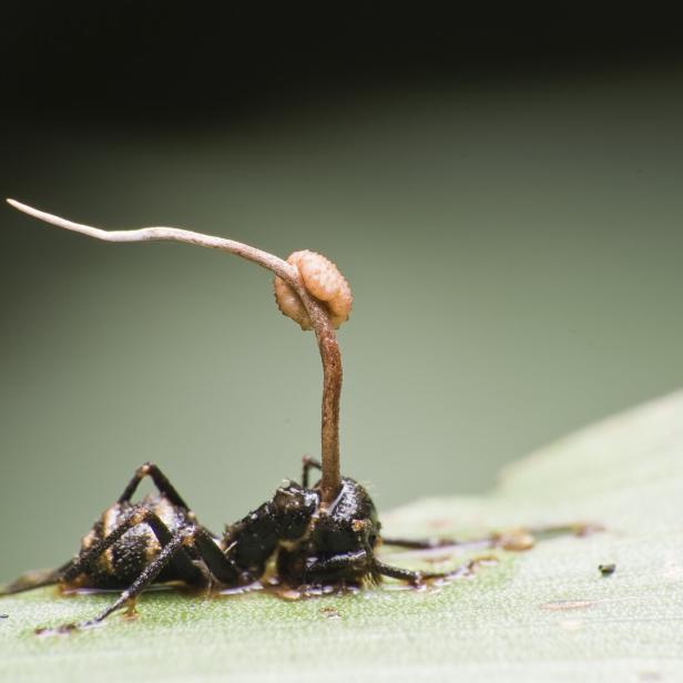 Ant,With,Cordyceps
