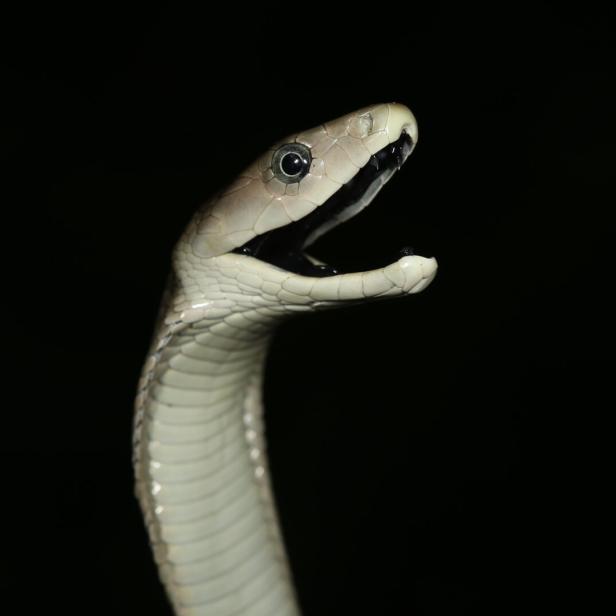 Eine schwarze Mamba