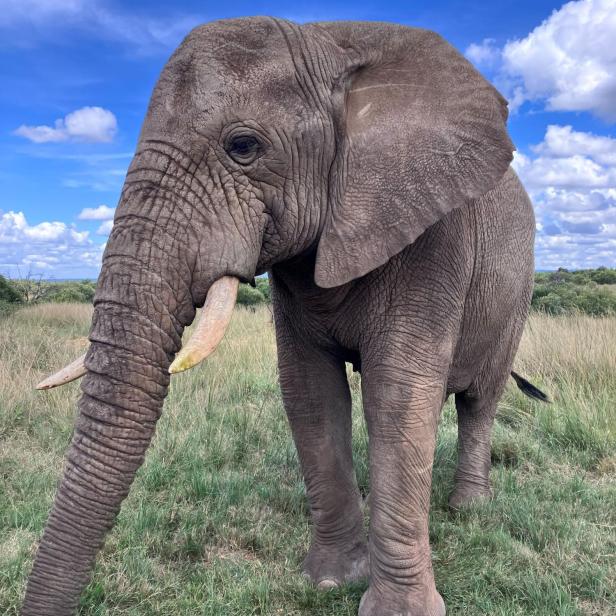 Elefant steht auf Grasfläche vor bewölktem Himmel