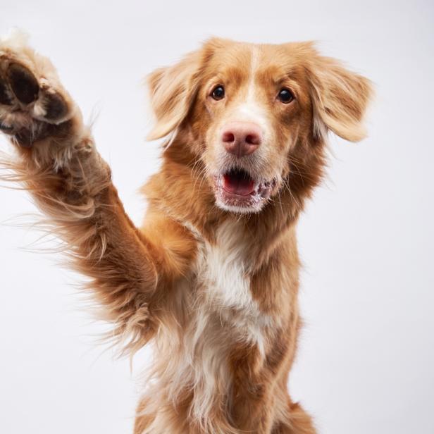 Blond-weißer Hund hebt die rechte Pfote