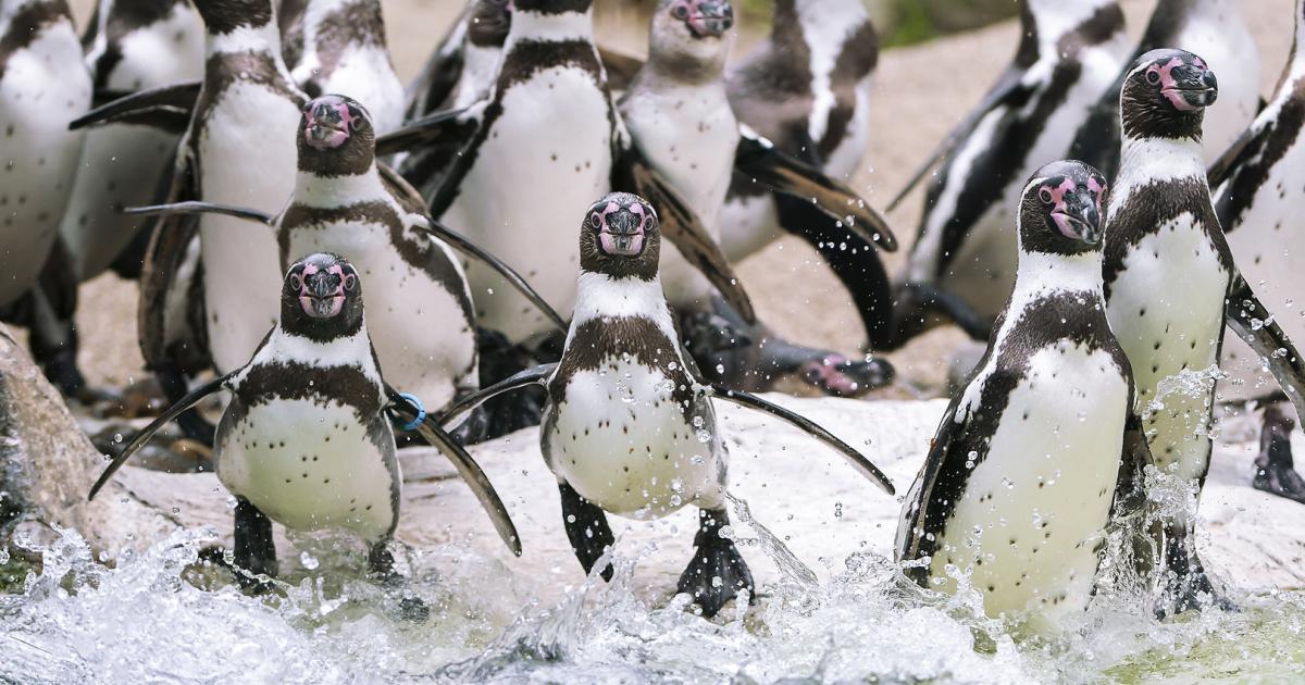 profil-Morgenpost: Zeit der Pinguine