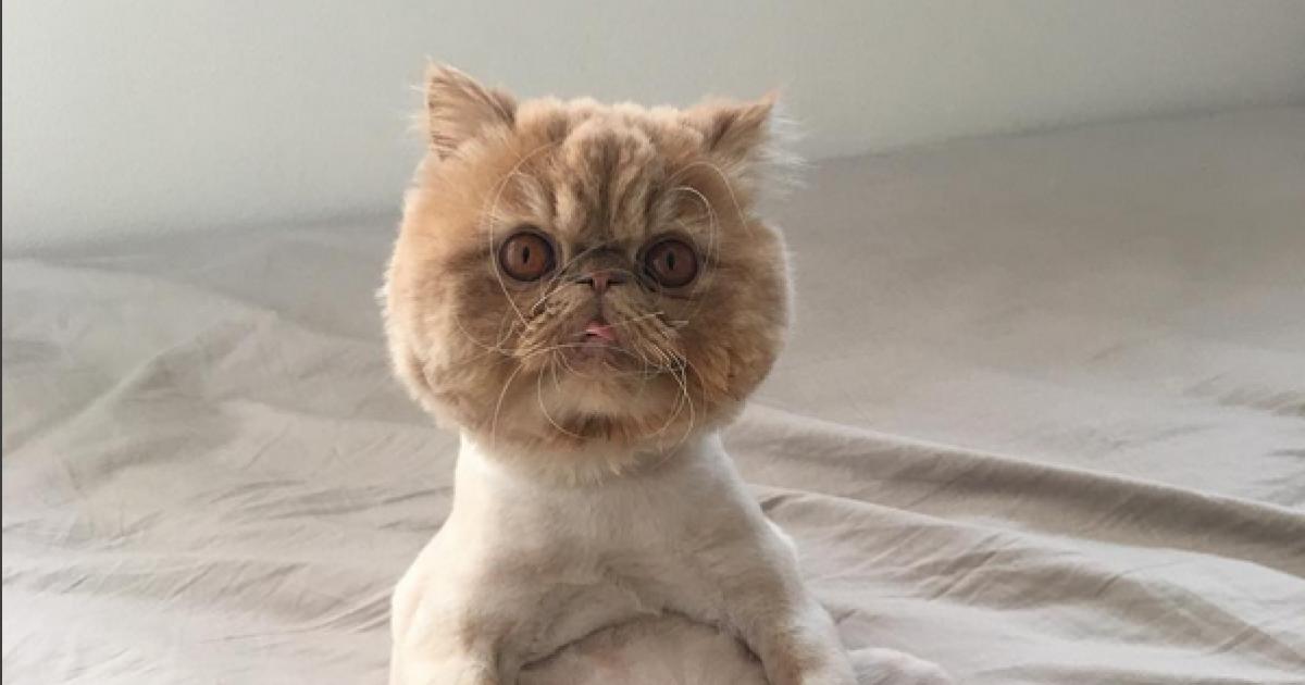 Weltkatzentag Die lustigsten InstagramKatzen