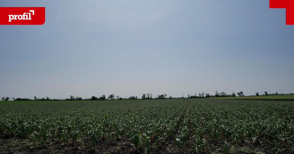 Saisoniers-in-der-Landwirtschaft-Unsichtbar-am-Feld