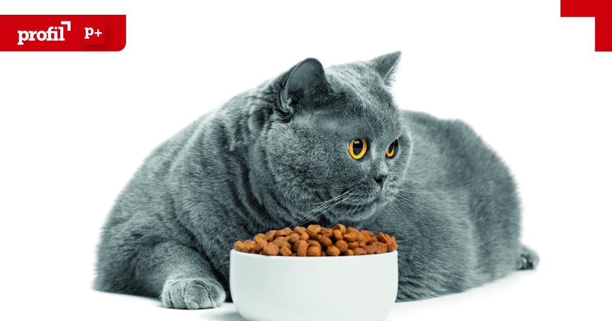 Dicke-Tiere-bergewicht-hat-dramatische-Folgen-f-r-Hund-und-Katze