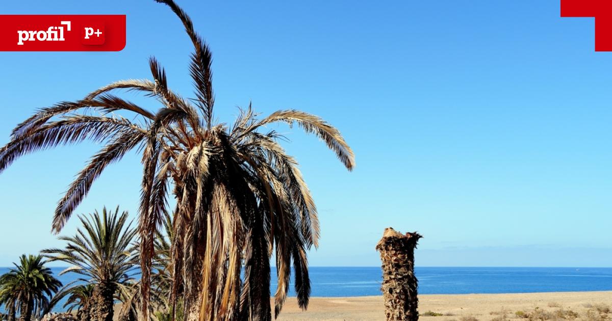 Palmensterben-am-Mittelmeer-Wie-man-die-B-ume-retten-kann