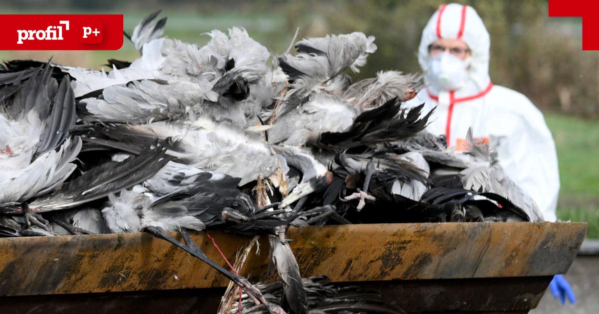 Neue-Vogelgrippe-Welle-Kann-Gefahr-f-r-Menschen-entstehen-