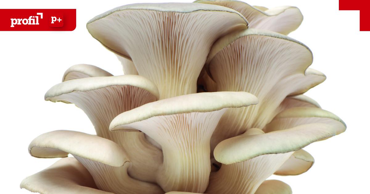 materialien-der-zukunft-wie-pilze-die-welt-retten-k-nnen