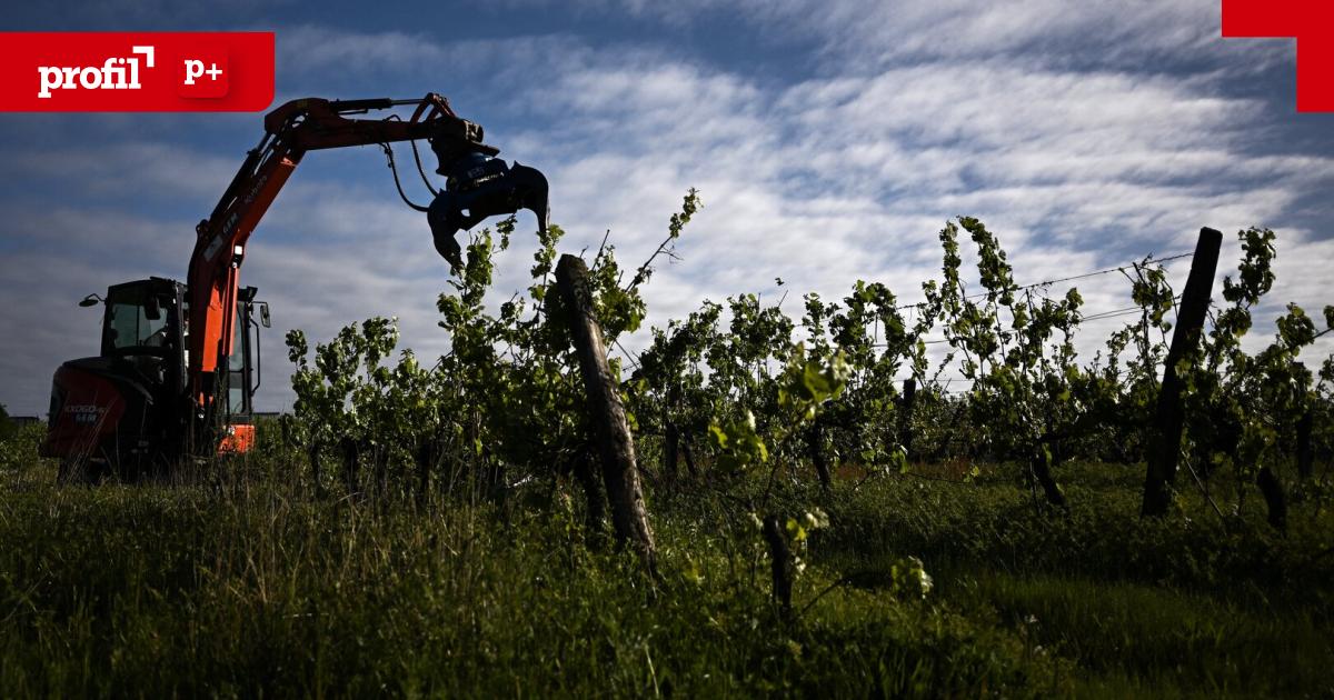 Die-gro-e-Wein-Krise-ihre-Ursachen-und-Nebenwirkungen